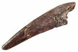 Fossil Pterosaur (Siroccopteryx) Tooth - Morocco #359996-1